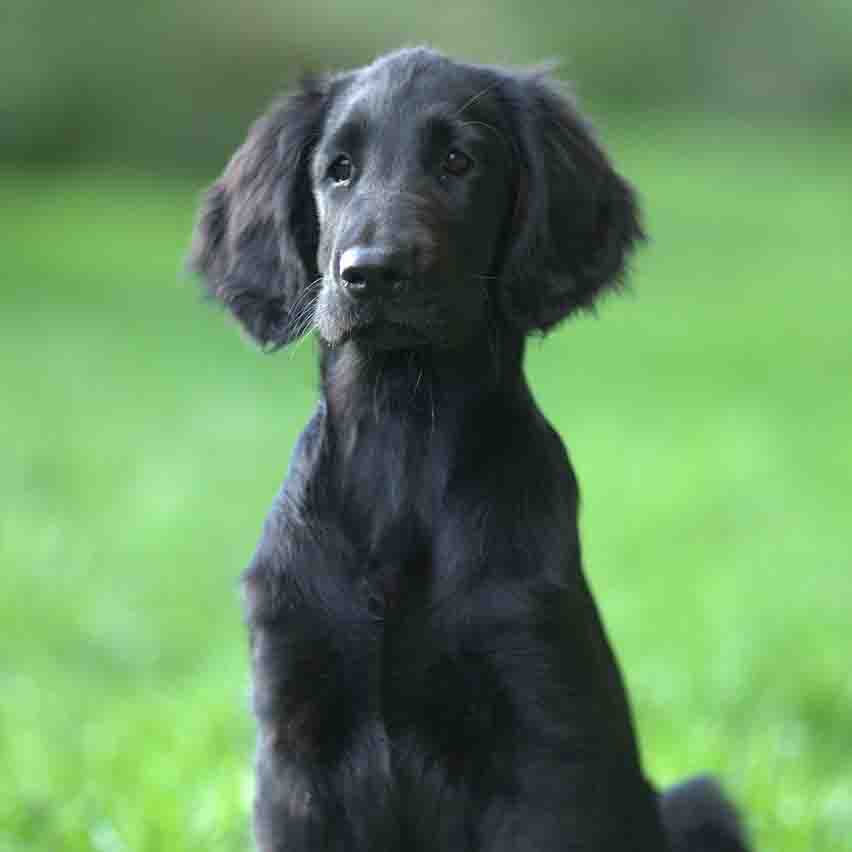 black retriever puppy sitting on the grass