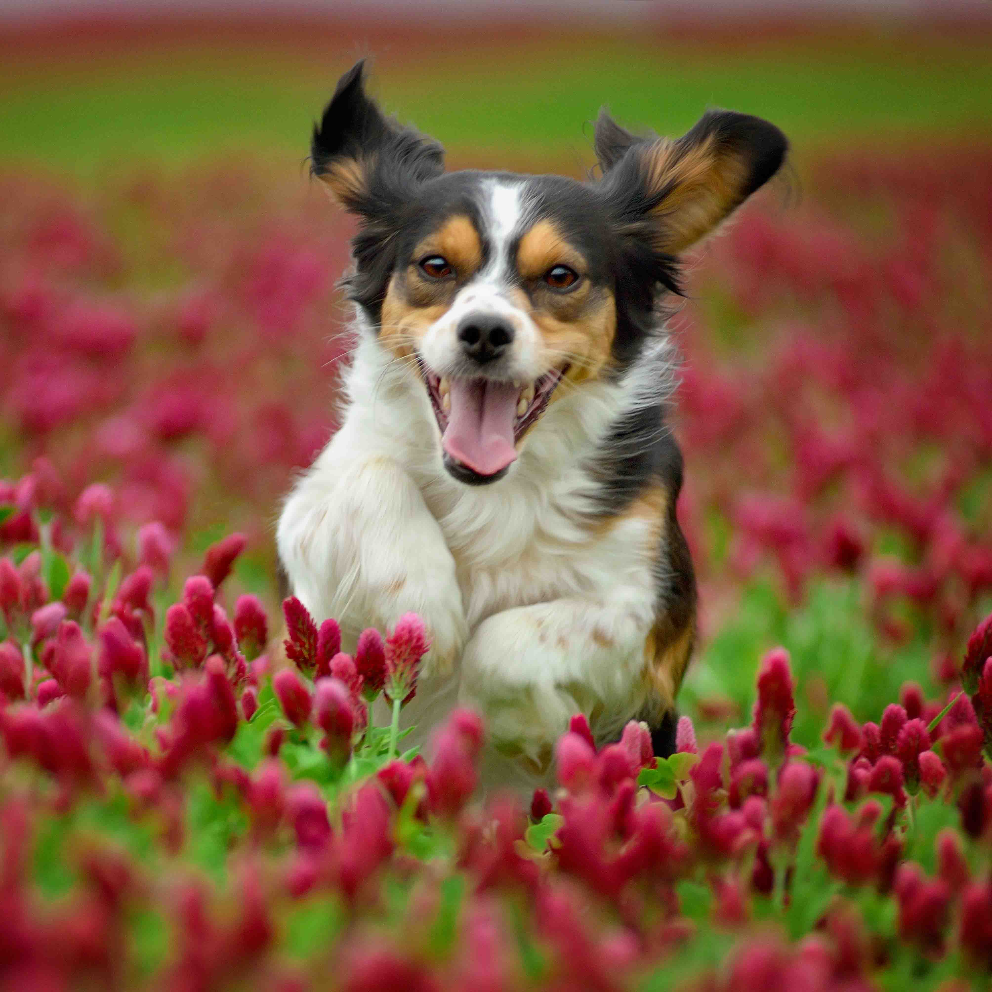 happy dog running through field of flowers